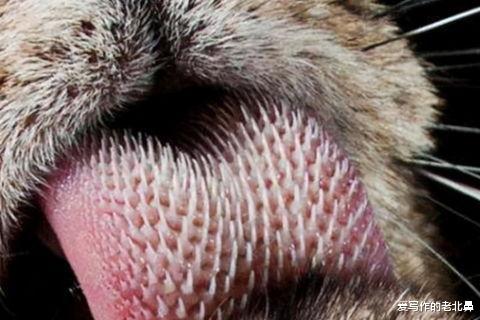 狮子属于猫科动物,猫科动物的身上大多都有倒刺.