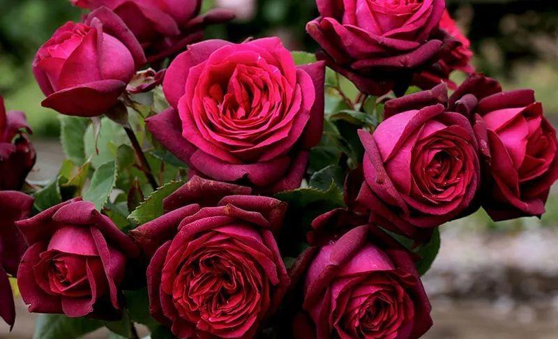 可以不打药的月季花,黑红系香水月季狄安娜伯爵夫人gr01fin diana