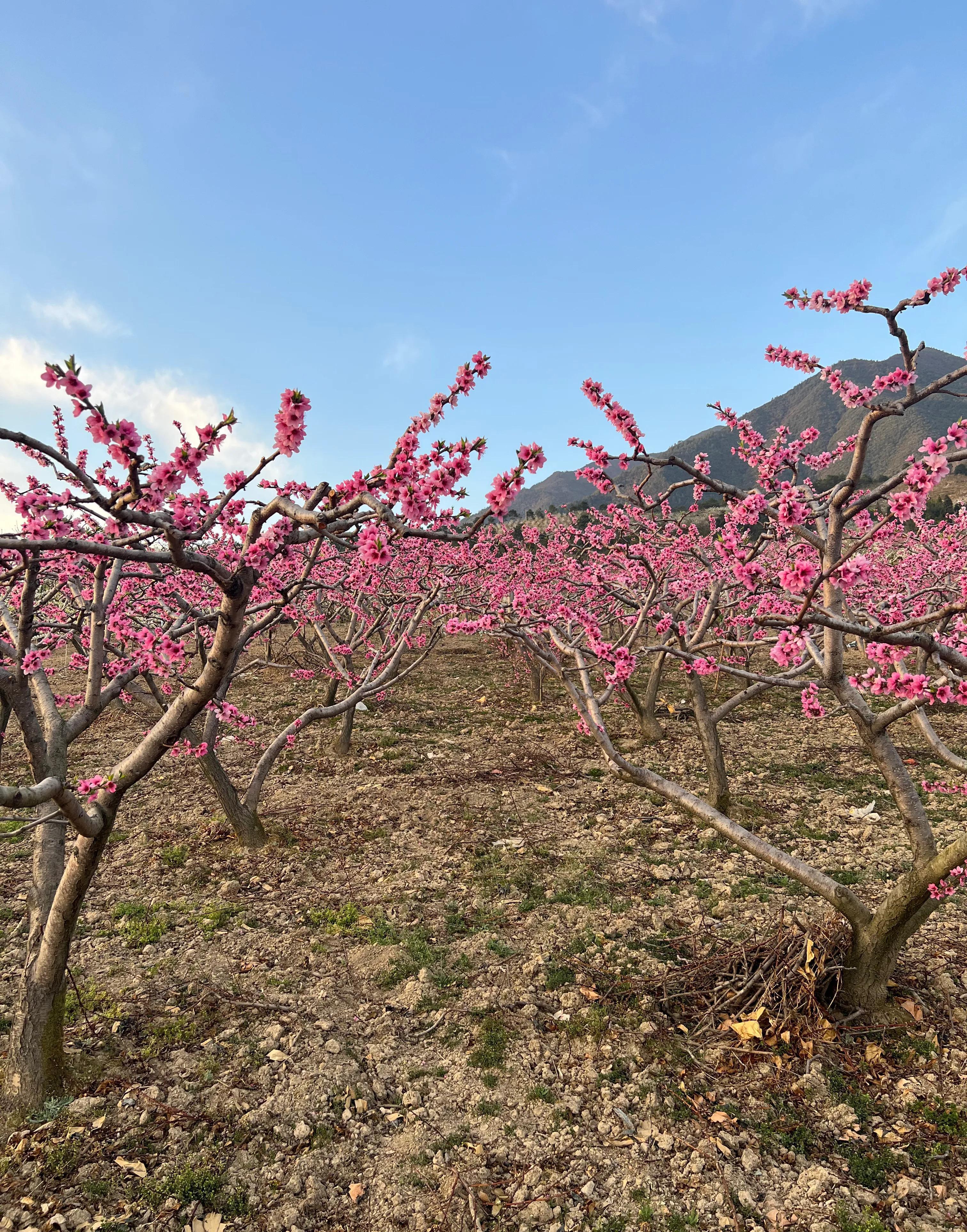 成都賞花與美食怎麼選?桃李梨油菜花…_都江堰_文化名城_彭州