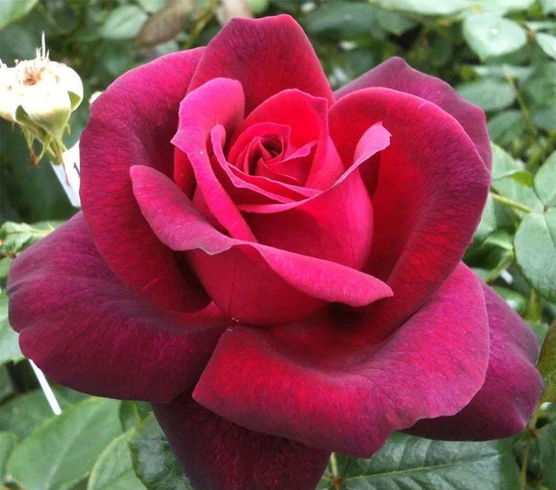 可以不打药的月季花,黑红系香水月季狄安娜伯爵夫人gr01fin diana