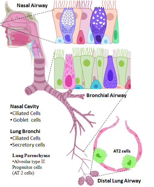 抽烟预防新冠的原理是什么_呼吸道_细胞_上皮