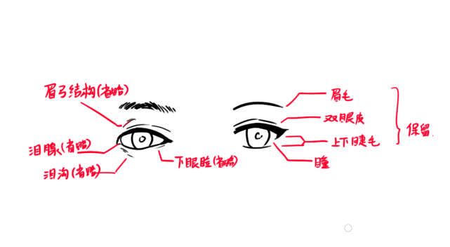 瞳孔和瞳仁的区别图图片