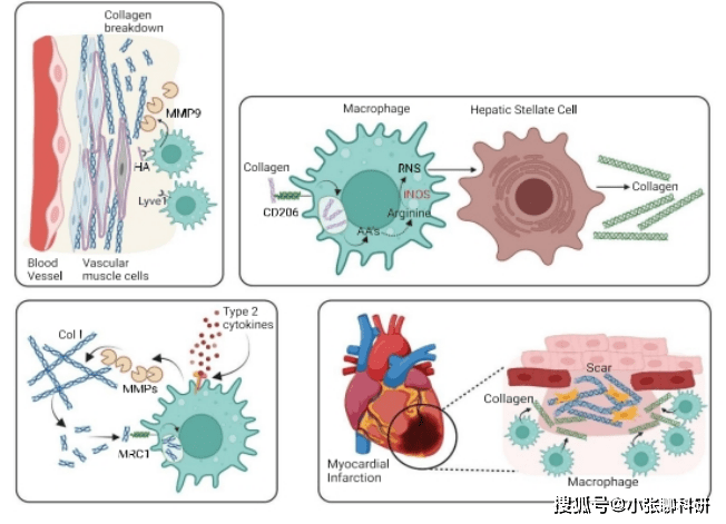 双热点重磅综述丨少有人知的细胞外基质（ECM）和免疫系统对话_Figure_定位_分子