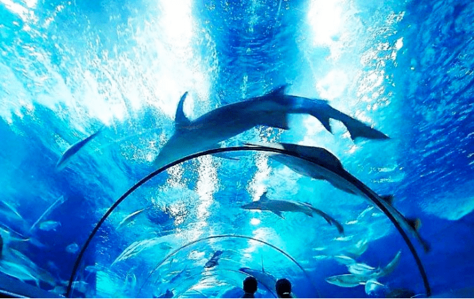 在圣蓝海洋公园,孩子可以亲吻海洋的蓝色梦想,探秘海洋生命的神奇