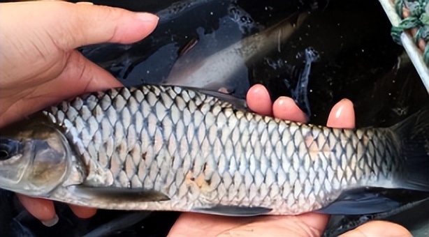 农村山涧里这种粗鳞鱼,性情凶猛难降服,如果能钓到,是您的福气_青竹