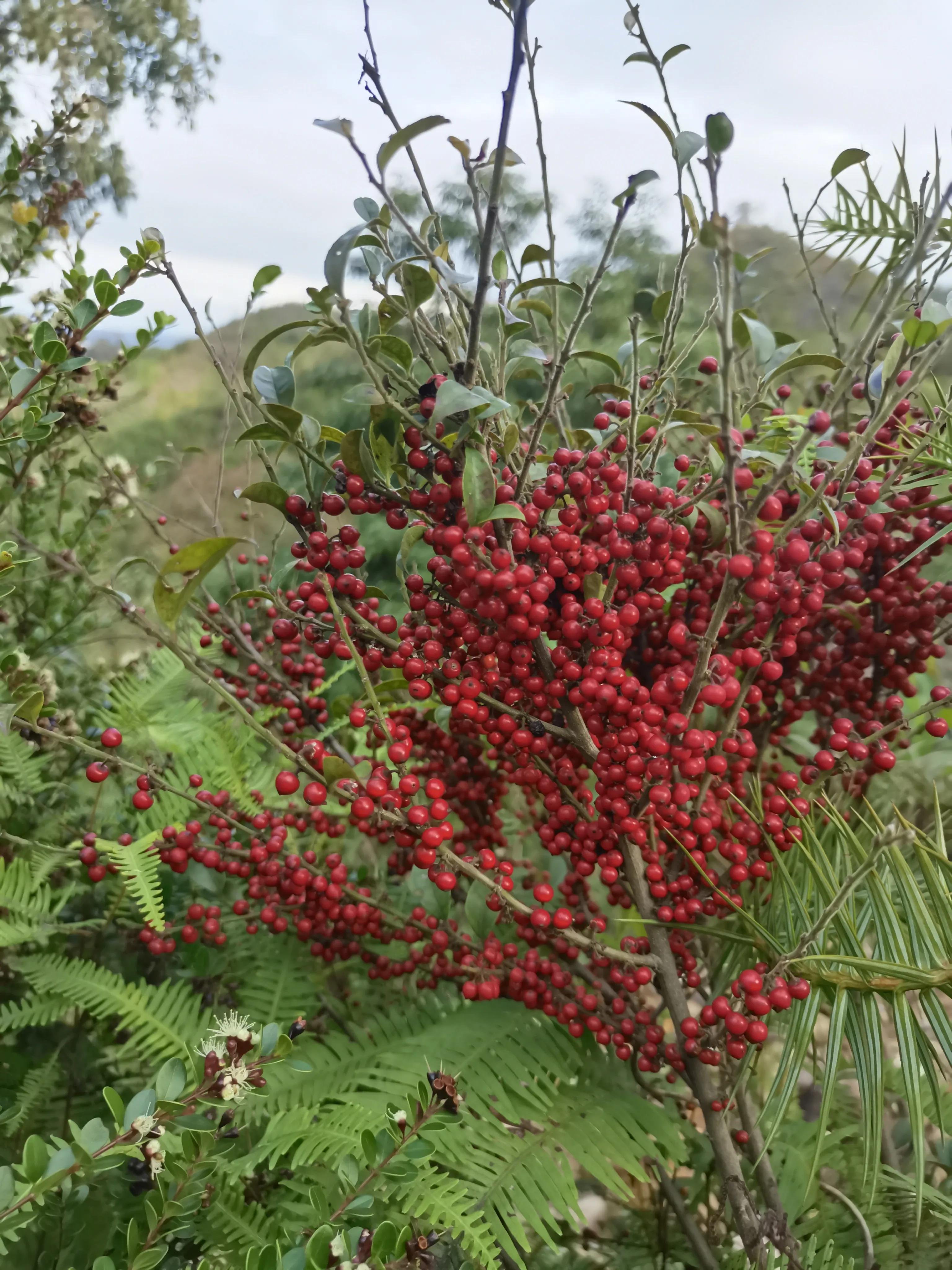 这个植物你应该不认识,长了一树的"玛瑙"_什么_果子_魏美人