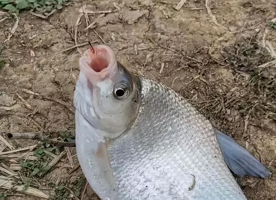 春季水库钓鳊鱼,掌握这几点,让你过得过瘾!_饵料_效果_基本