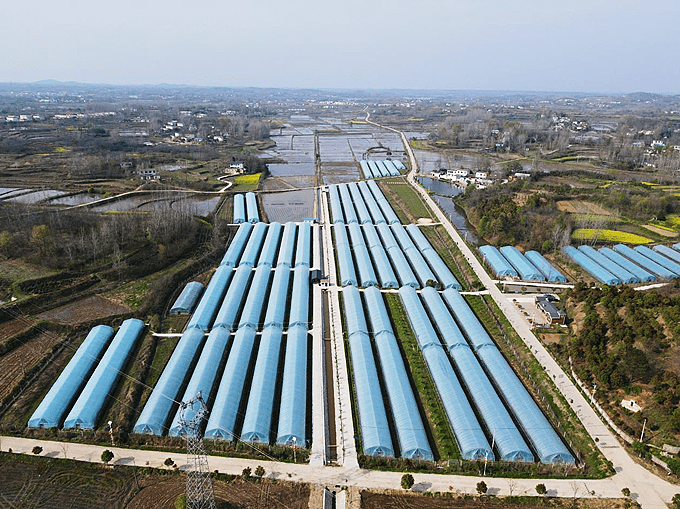 信阳市罗山县潘新镇徐寨村:打造"垄上花田" 助力乡村振兴_发展_集体