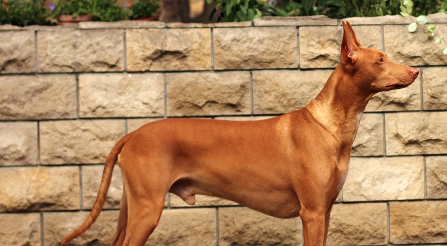 养一只法老王猎犬多少钱?主人:不贵,也就10多万_狗狗_价格_行人