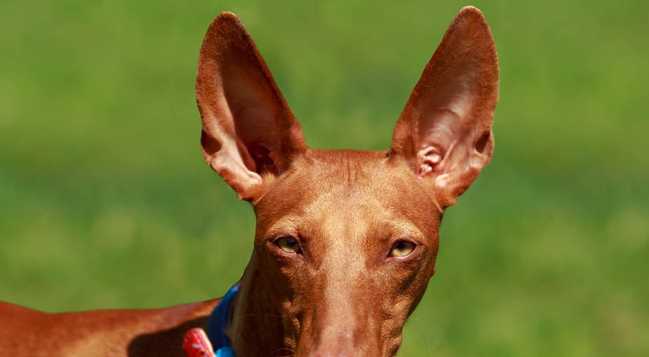 养一只法老王猎犬多少钱?主人:不贵,也就10多万_狗狗_价格_行人