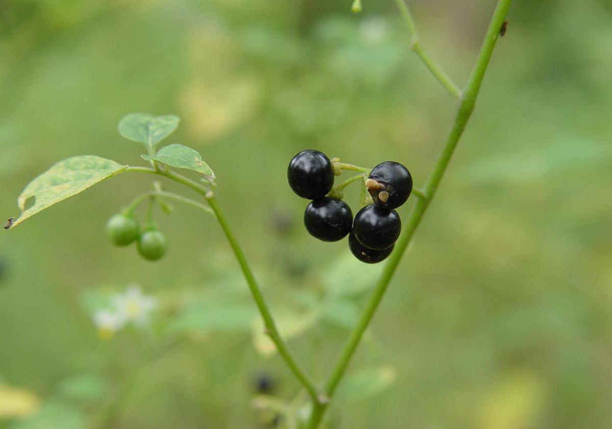 第二:春天易過敏,取適量葎草搗碎塗抹,可以緩解至恢復.