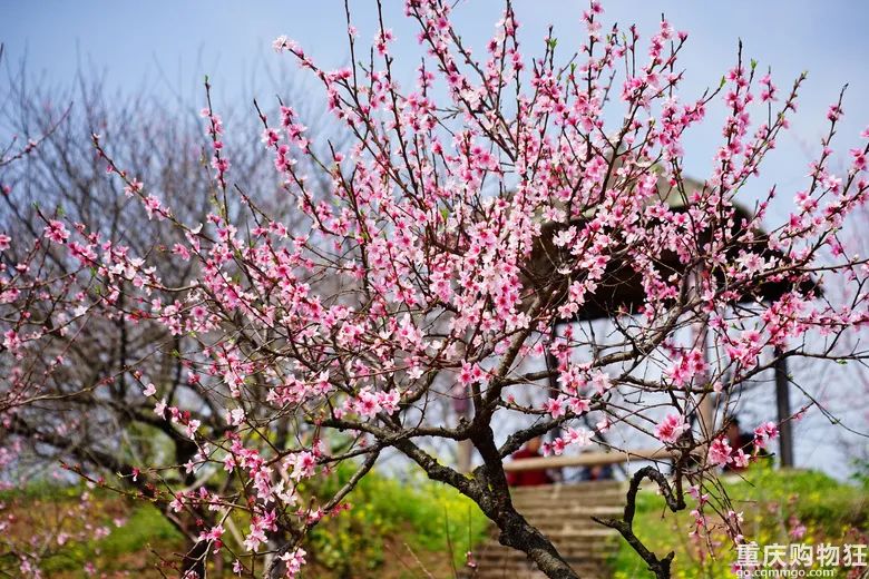 走马镇看桃花图片