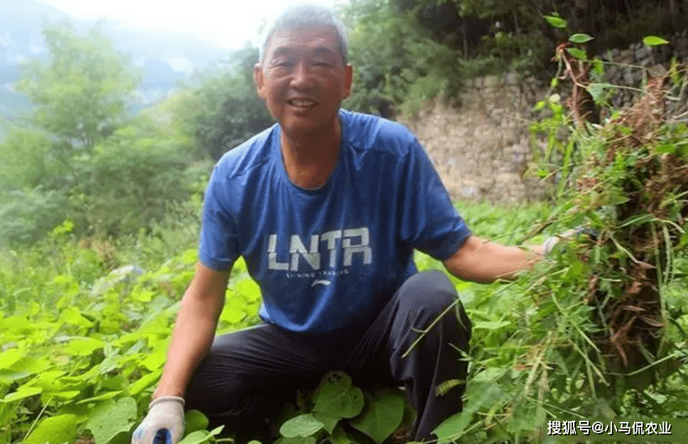 退休局长10年种15万棵树，为石质山长出参天大树，种树“门道”多_刘道_荒山_家乡
