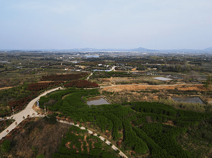 信阳市罗山县潘新镇徐寨村:打造"垄上花田" 助力乡村振兴_发展_集体