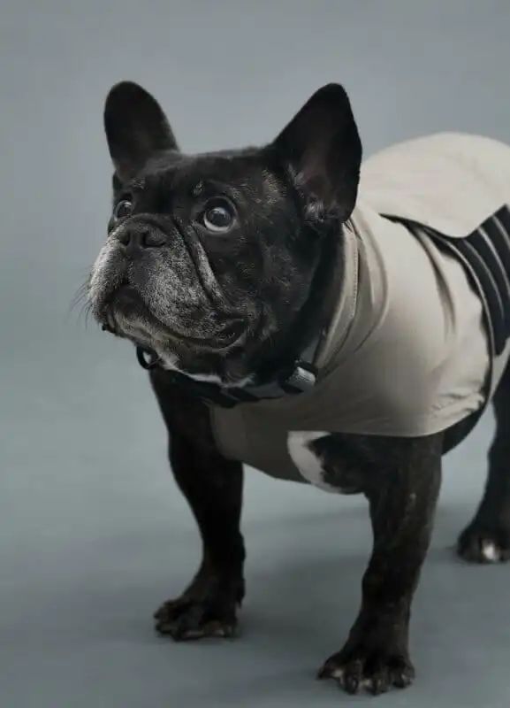 "gris"(狗狗用品)诞生于开发户外品牌"muraco"的株式会社シンワ.