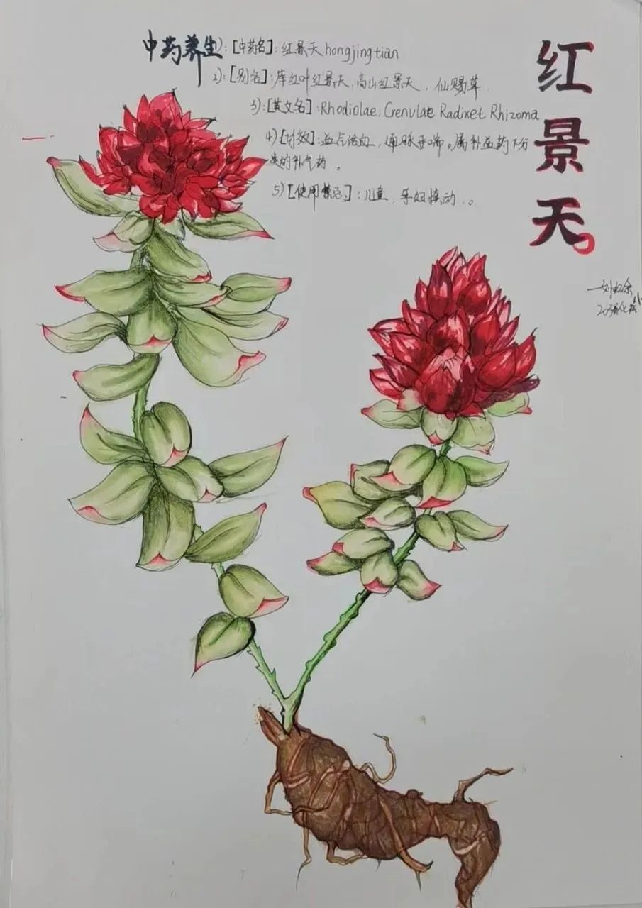 川芎儿童画图片