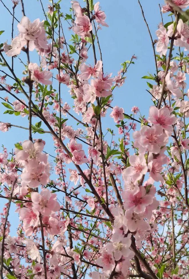 湖南文理学院校花图片