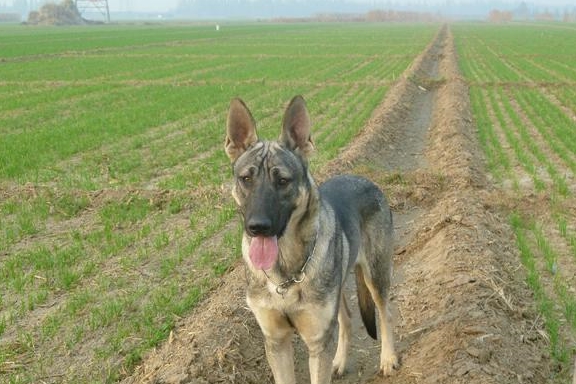 常見於狼種犬,如昆明犬,德國牧羊犬,中國本土狼犬,其他一些犬種如