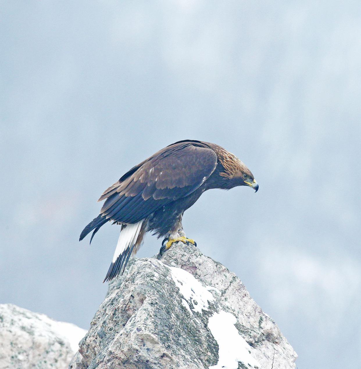 北半球上一种广为人知的猛禽——金雕_雏鸟_黑褐色_灰白色