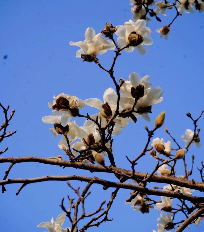 湖南文理学院校花图片