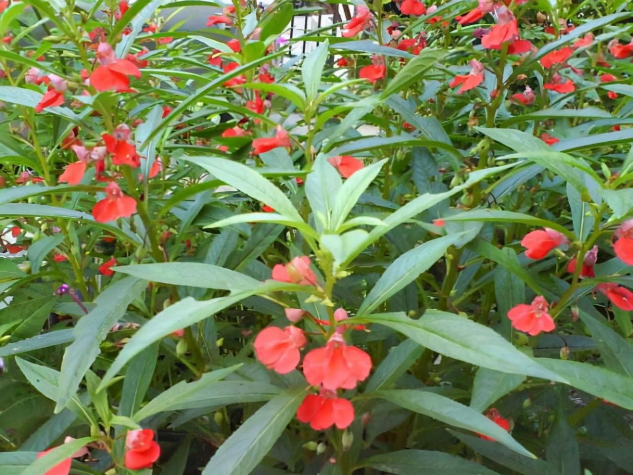 3月种凤仙草,土里加点这种粉末,到了3月,就直接开满一盆花_凤仙花