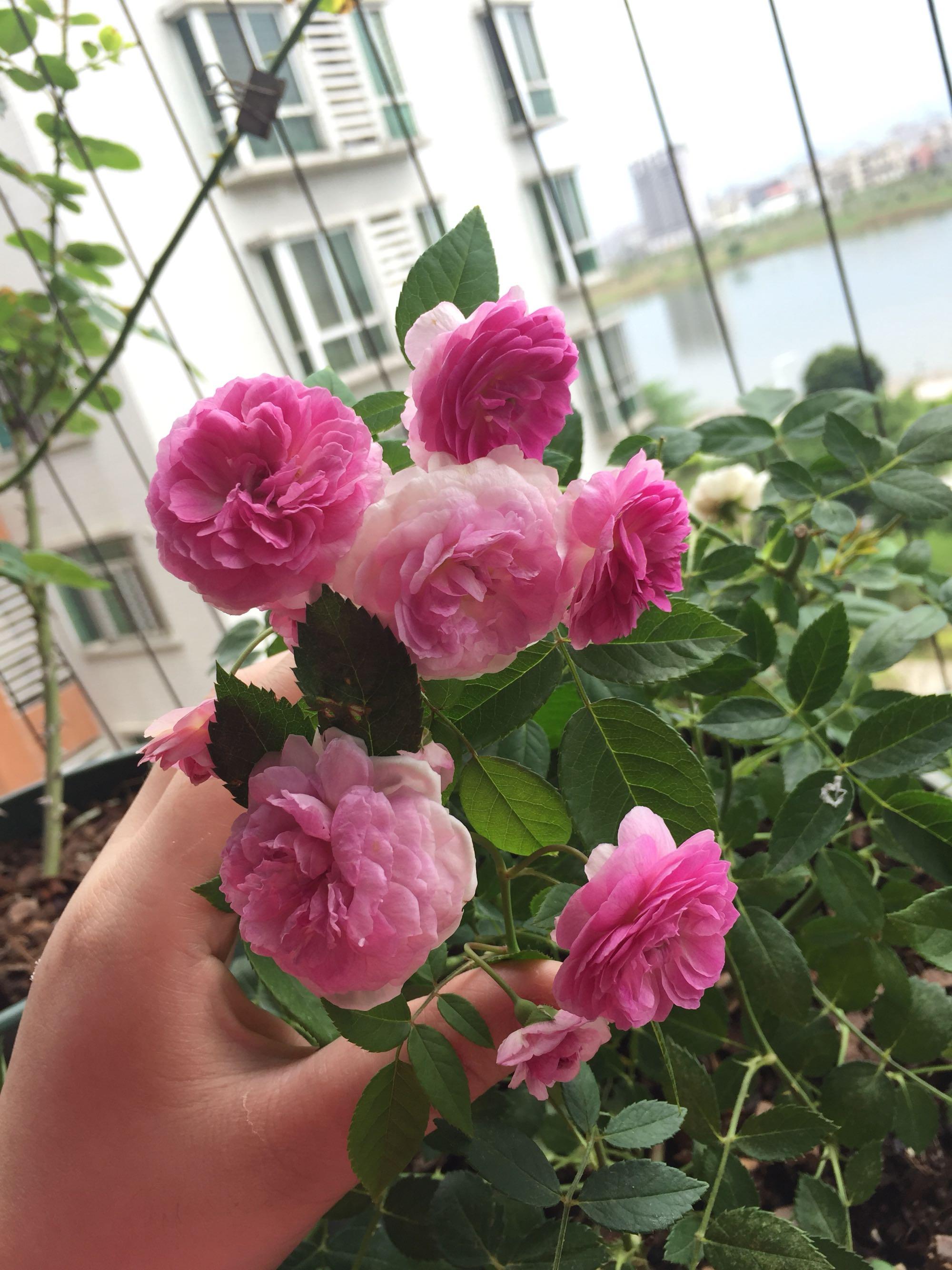 8种适合阳台养的强香月季,一花香一室,"颜值"也高,值得拥有_开花_香气