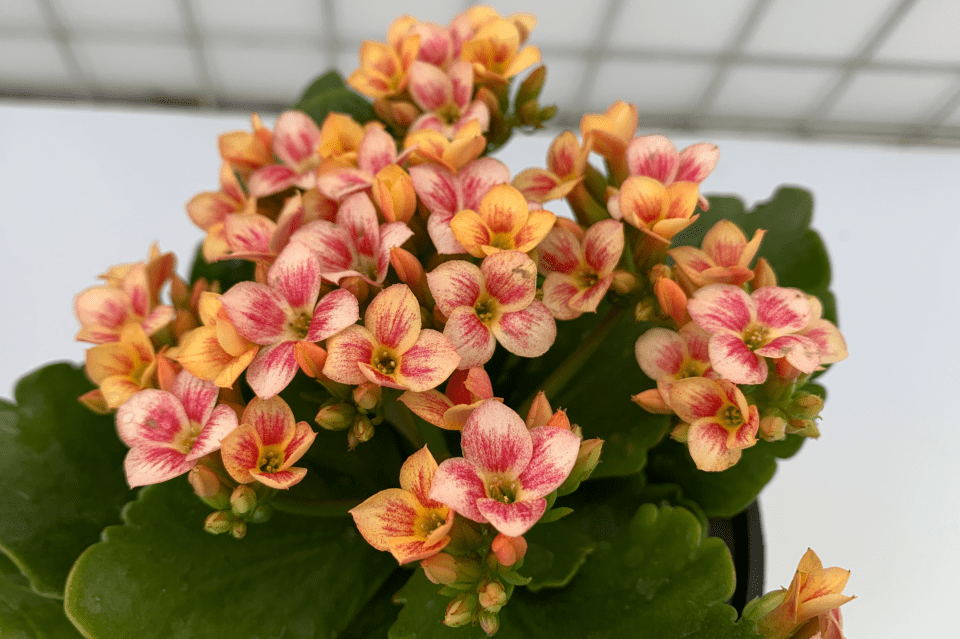 「赞歌」长寿花,花瓣复色单瓣,花开两色_温度_景天科_高于