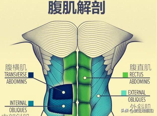 腹肌的那些"冷知识",只有先去了解了,才能练出你想要的腹肌_训练_肌肉