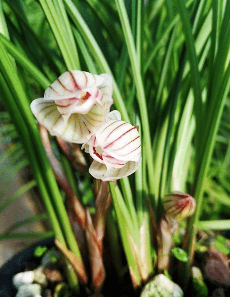 这种兰花花姿雍容华贵,香气幽香袭人,莲瓣兰中的一颗