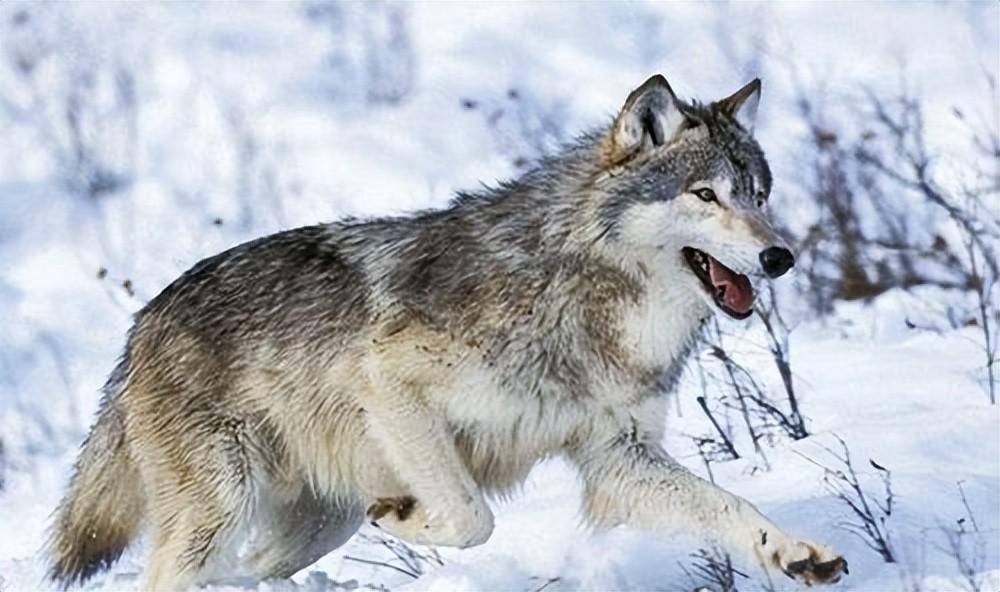 北美灰狼的特点和生存习性,北美灰为什么能成为顶级猎食者?