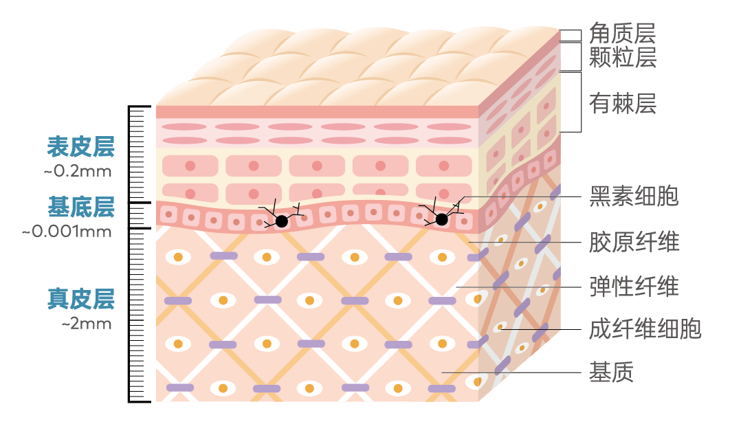 真皮层分为乳头层和网状层,真皮中胶原蛋白,弹性蛋白和透明质酸的"
