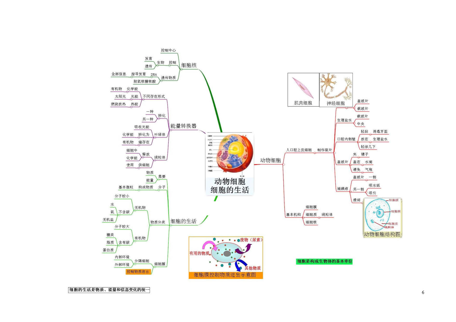 生物内分泌思维导图图片