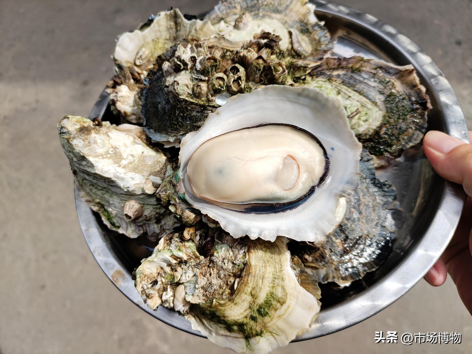 湛江生蚝课代表-官渡白蚝:概况,采购和烹食_食用_坡头区_养殖