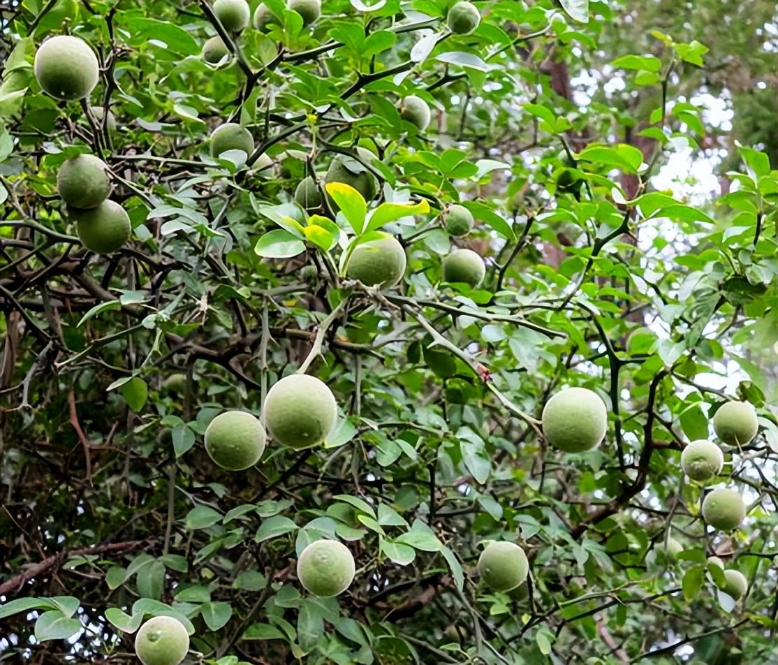 这种树木的名字叫做"枸橘",它的树枝上全都是尖刺,而且很坚硬,比一般