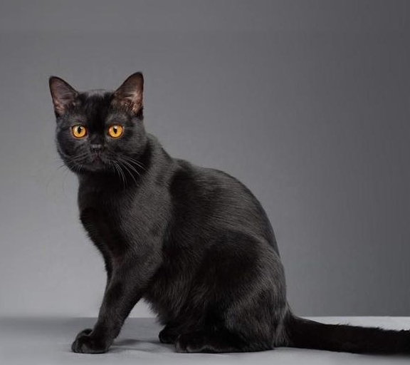 孟买猫是黑猫和缅甸猫的杂交品种,绰号