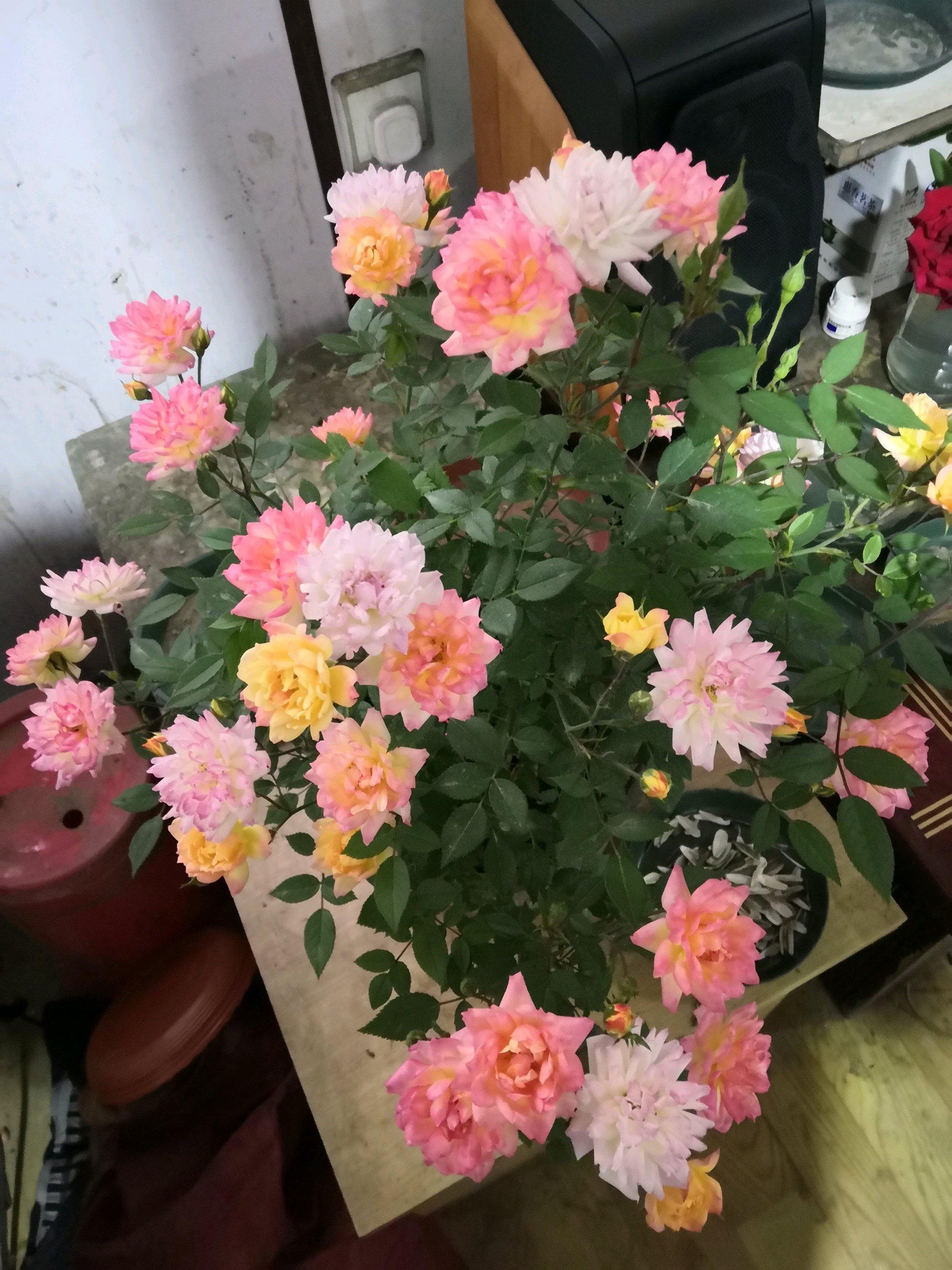 阳台还有位置,可以养盆"小五彩",花朵五颜六色,四季都有花看_花色