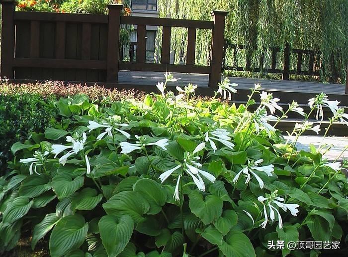 4种耐寒又耐阴的花草,光照不足又春季寒冷的庭院,试试种它_种植_环境