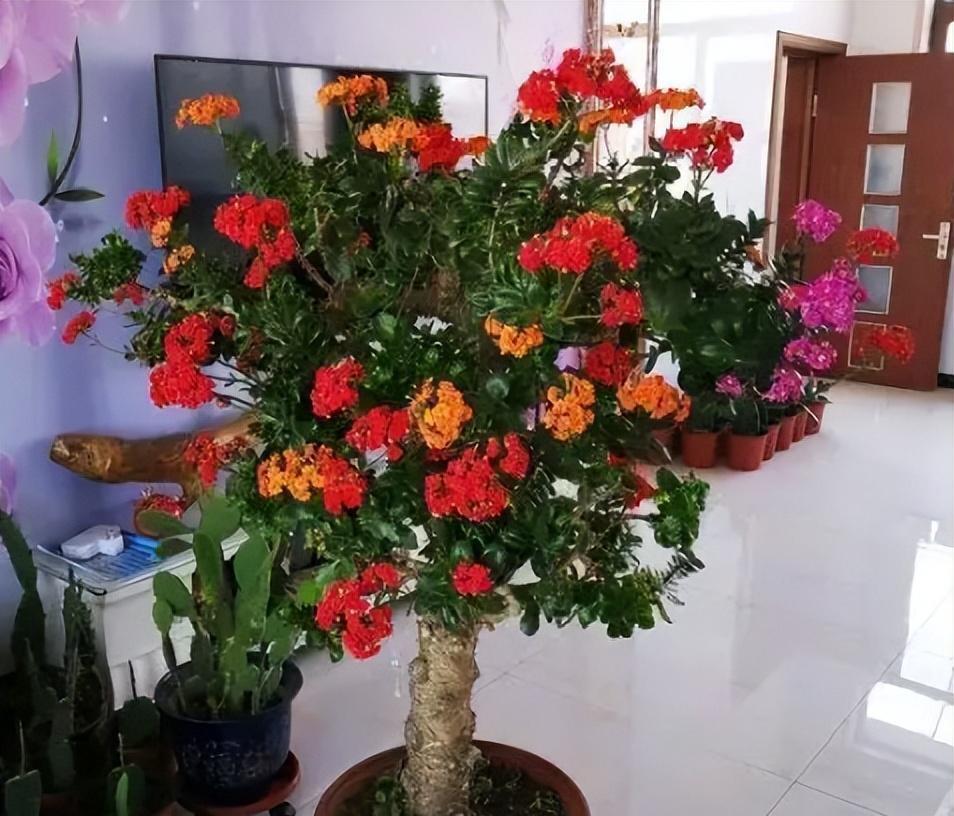 长寿花嫁接,砧木有"两种",多数人选择第一种,个人建议第二种_玉树