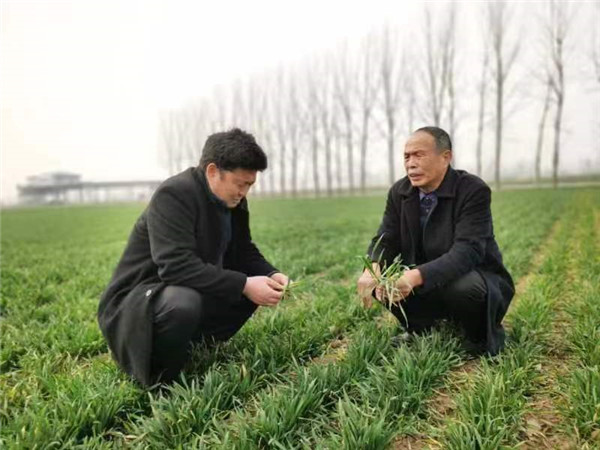 唐河县大河屯镇:农技专家到地头 技术指导保丰收_小麦_高永_李付军