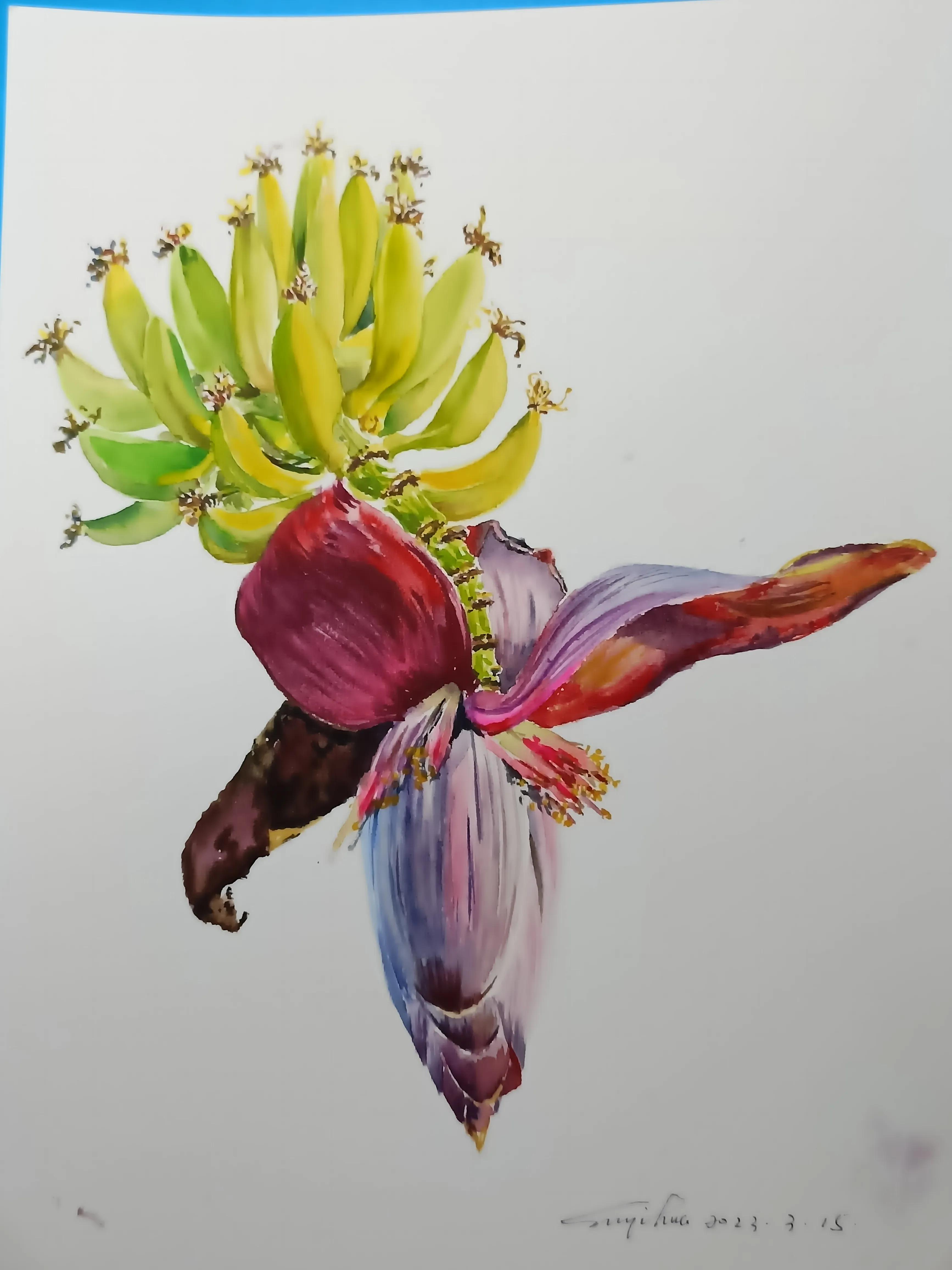 类别:水彩画作者:怡华手绘作品:香蕉花类别:工笔重彩作者:净作品:临摹