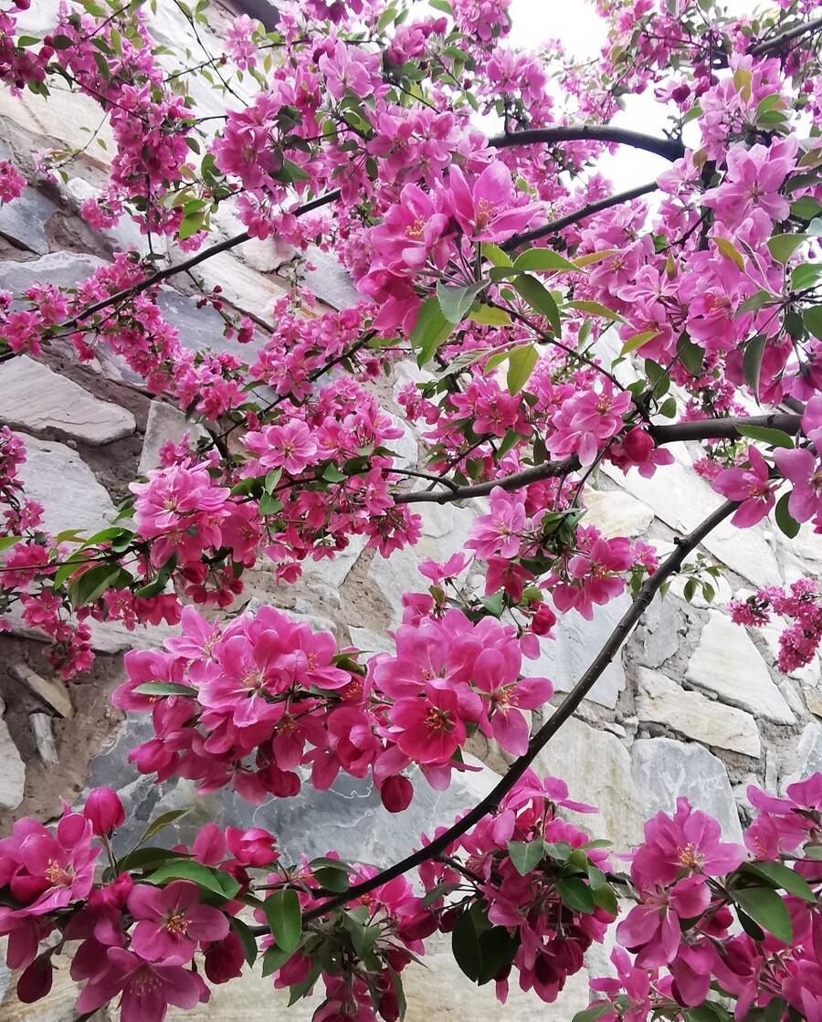 热烈的红宝石海棠花,拥有自己生命的缤纷盛景_花朵_果实_红色