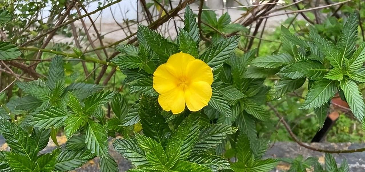 时钟花:会时尚又会休息的高贵规律之花,有"爱在你身边"的寓意_花朵