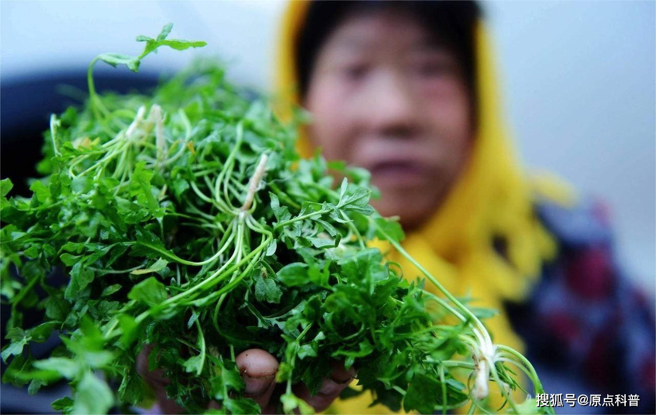 盘点山东人爱吃的二十种野菜,若要春天过得好,野菜绝对少不了