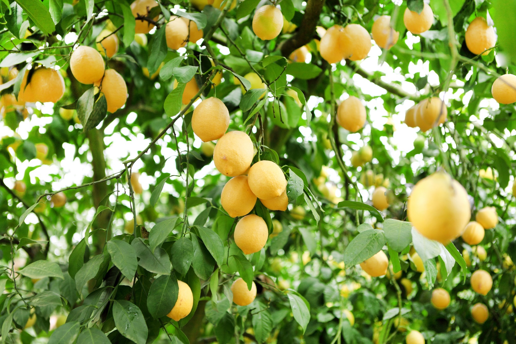 四川安岳县,世界柠檬发展大会的举办地,被誉为中国柠檬之乡