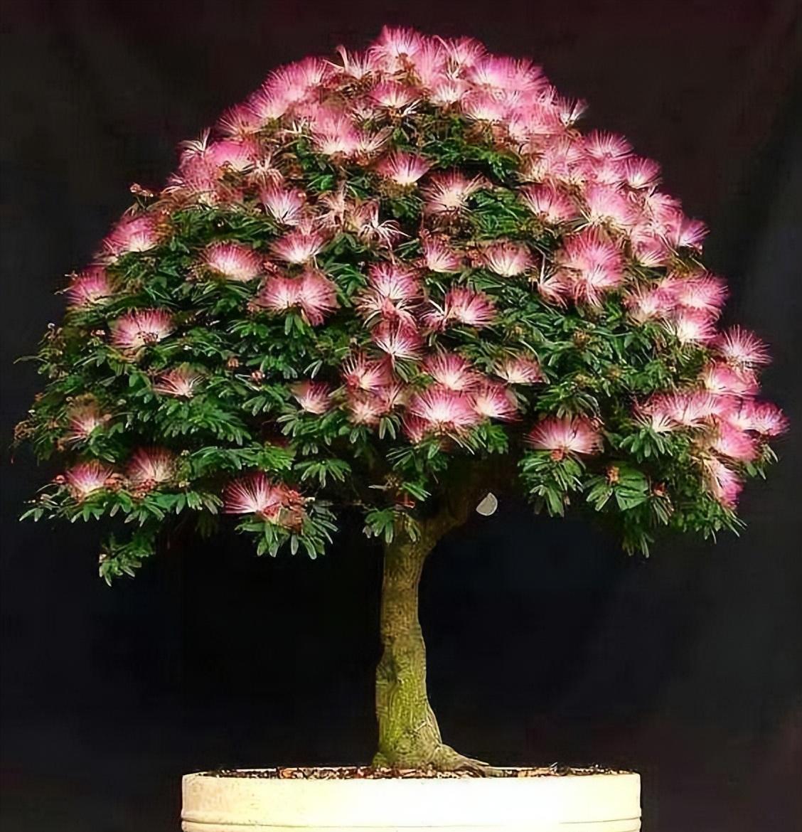 当合欢花被养成小盆景,花色梦幻,枝干古雅,花开满树"好值钱"_环境