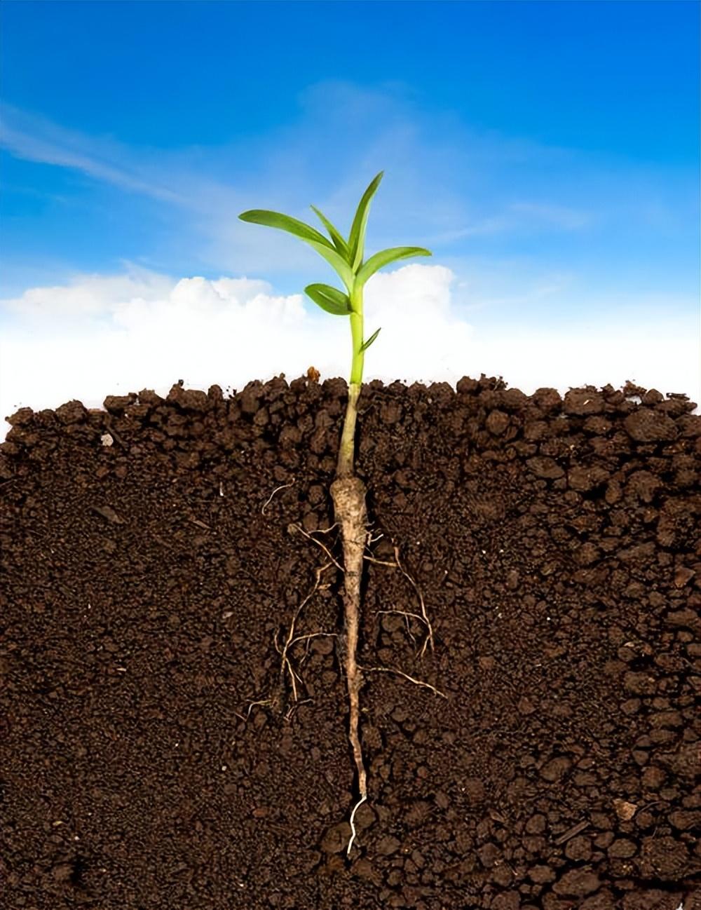 离生活太远的德育,难以在学生心中生根发芽_道德_孩子_教育