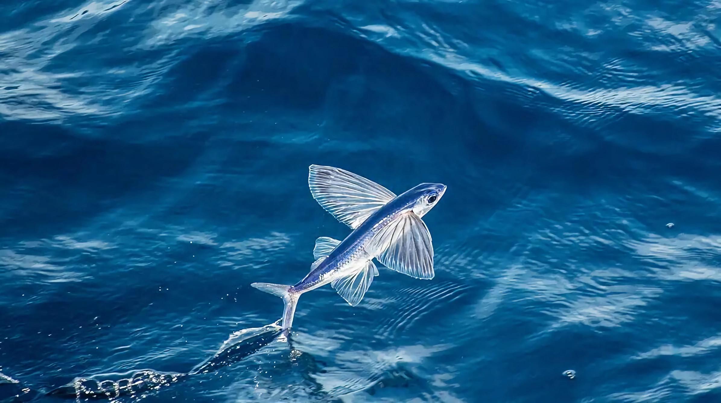 飞鱼(flying fish)(三十五)老鼠(mouse)老鼠可以在不喝水的情况下生存