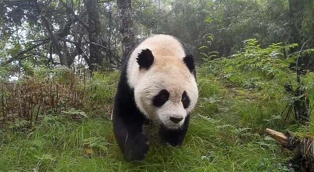 四川身边事:拍到野生大熊猫玩泥巴_黑熊_凉山_小朋友