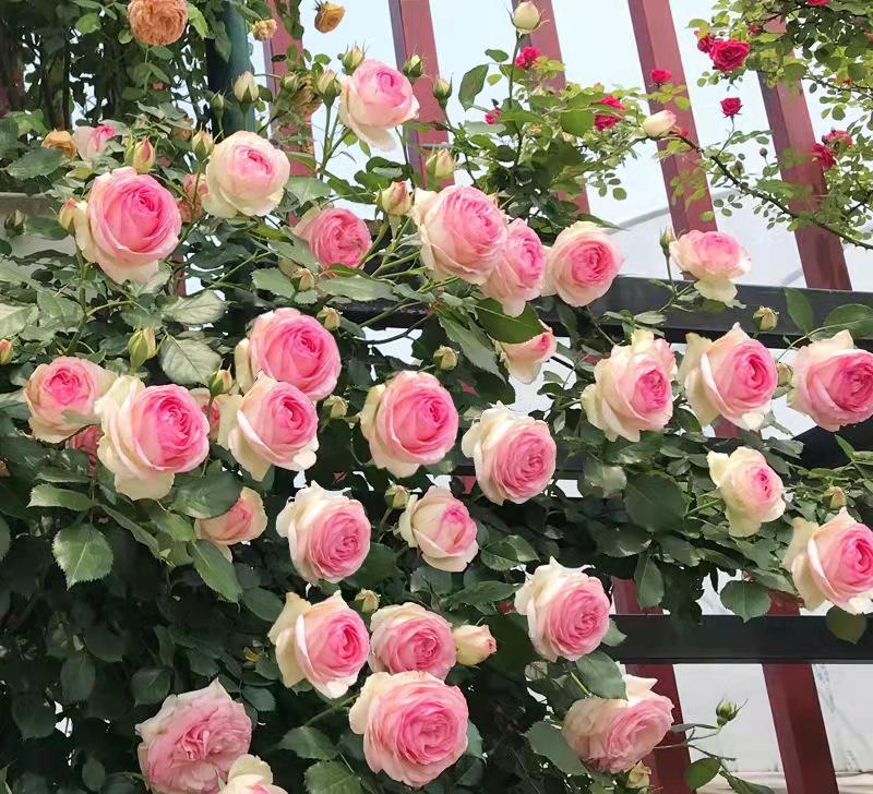 长势旺,开花美,群开"上千朵"-浪漫的"粉色龙沙宝石"_花朵_植株_藤本