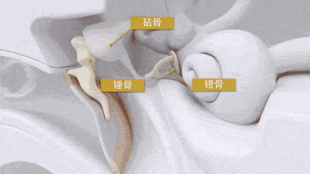 广昌悦耳听助听器今日分享:耳朵里藏着人体中最小的三块骨头快跟着我